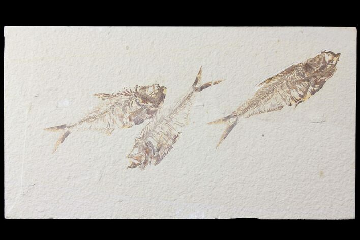 Three Fossil Fish (Diplomystus) - Green River Formation #122759